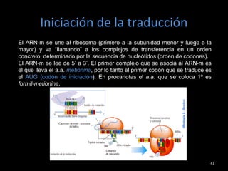 Iniciación de la traducción
41
El ARN-m se une al ribosoma (primero a la subunidad menor y luego a la
mayor) y va “llamando” a los complejos de transferencia en un orden
concreto, determinado por la secuencia de nucleótidos (orden de codones).
El ARN-m se lee de 5’ a 3’. El primer complejo que se asocia al ARN-m es
el que lleva el a.a. metionina, por lo tanto el primer codón que se traduce es
el AUG (codón de iniciación). En procariotas el a.a. que se coloca 1º es
formil-metionina.
 