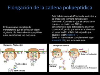 Elongación de la cadena polipeptídica
42
Entra un nuevo complejo de
transferencia que se acopla al codón
siguiente. Se forma el enlace peptídico
entre la metionina y el nuevo a.a.
Sale del ribosoma el ARN-t de la metionina y
se produce la “primera translocación
ribosomal”. Consiste en que se desplaza un
puesto – un codón – el ARN-m,
concretamente sale del ribosoma el primer
codón AUG, por lo que entra en el ribosoma
un tercer codón al lado del segundo que
ocupa el lugar peptidil o P.
Entra un nuevo tercer complejo en el lugar
aminoacil (A) y así sucesivamente.
 
