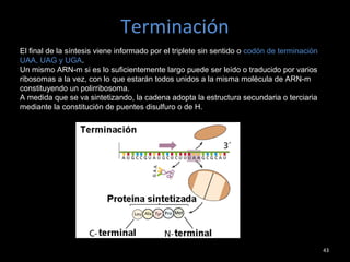 Terminación
43
El final de la síntesis viene informado por el triplete sin sentido o codón de terminación
UAA, UAG y UGA.
Un mismo ARN-m si es lo suficientemente largo puede ser leído o traducido por varios
ribosomas a la vez, con lo que estarán todos unidos a la misma molécula de ARN-m
constituyendo un polirribosoma.
A medida que se va sintetizando, la cadena adopta la estructura secundaria o terciaria
mediante la constitución de puentes disulfuro o de H.
 