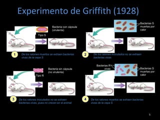 Experimento de Griffith (1928)
5
Bacteria con cápsula
(virulenta)
Tipo S
Bacterias S
muertas por
calor
Tipo R
Bacteria sin cápsula
(no virulenta)
Bacterias S
muertas por
calor
Bacterias R
vivas
1 2
3 4
De los ratones muertos se extraen bacterias
vivas de la cepa S
De los ratones inoculados no se extraen
bacterias vivas
De los ratones inoculados no se extraen
bacterias vivas, pues no crecen en el animal.
De los ratones muertos se extraen bacterias
vivas de la cepa S
 