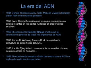 La era del ADN
6
• 1944 Oswald Theodore Avery, Colin McLeod y Maclyn McCarty
aíslan ADN como material genético.
• 1950 Erwin Chargaff muestra que los cuatro nucleótidos no
están presentes en los ácidos nucleicos en proporciones
estables.
• 1952 El experimento Hershey-Chase prueba que la
información genética de todos los organismos es ADN.
• 1953 James D. Watson y Francis Crick demuestran la
estructura de doble hélice del ADN.
• 1956 Joe Hin Tjio y Albert Levan establecen en 46 el número
de cromosomas en humanos .
• 1958 El experimento Meselson-Stahl demuestra que el ADN se
replica de modo semiconservativo.
 