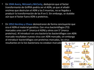 • En 1944 Avery, McLeod y McCarty, dedujeron que el factor
transformante de Griffith podría ser el ADN, ya que al añadir
enzimas que destruían el ADN a las S muertas, no se llegaba a
producir la transformación de las R en S. Sin embargo, se dudaba
aún que el factor fuera ADN o proteínas.
• En 1952 Hershey y Chase demostraron de forma concluyente que
era el ADN el material genético. Con virus bacteriófagos (T2)
marcados unos con P32
(marca el ADN) y otros con S35
(marca
proteínas). Al introducir en una bacteria los bacteriófagos con ADN
marcado resultaban nuevos virus con ADN marcado, sin embargo
al introducir bacteriófagos con proteínas marcadas, los virus
resultantes en la lisis bacteriana no estaban marcados.
7
 