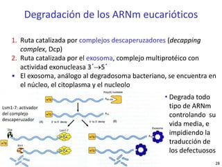 Decapping Complex Regulación Postranscripcional en Eucariotas: Mecanismos y Paradojas ...