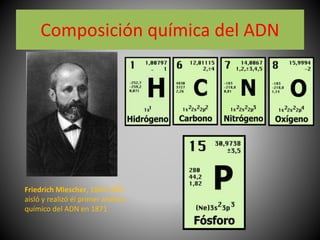 Composición química del ADN
Friedrich Miescher, 1844-1895
aisló y realizó él primer análisis
químico del ADN en 1871
 