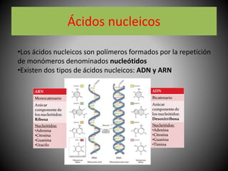 Ácidos nucleicos
•Los ácidos nucleicos son polímeros formados por la repetición
de monómeros denominados nucleótidos
•Exis...