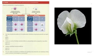 Genética (monobridismo)