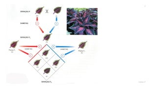 Genética (monobridismo exercícios)