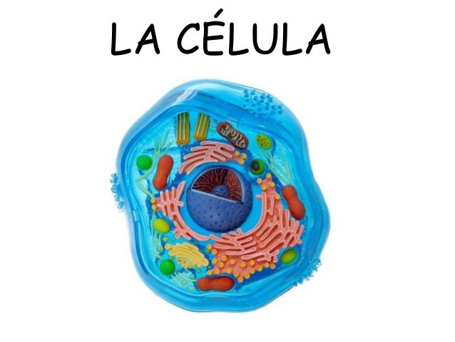 Resultado de imagen para la celula para niños