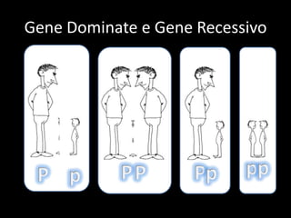 Gene Dominate e Gene Recessivo<br />p<br />p<br />P<br />p<br />P<br />P<br />P<br />p<br />