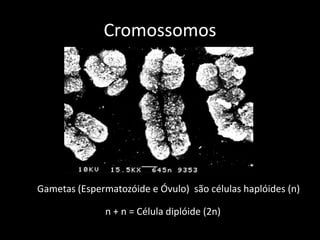 Cromossomos<br />Gametas (Espermatozóide e Óvulo)  são células haplóides (n) <br />n + n = Célula diplóide (2n) <br />