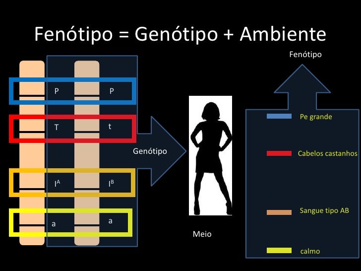Explique Os Termos Homozigoto Heterozigoto Genótipo E Fenótipo