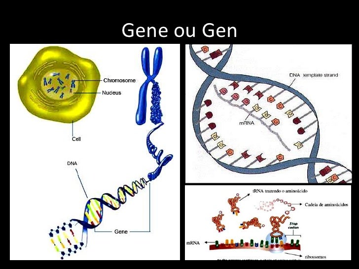 Um Mesmo Gene Pode Ter Muitos Alelos Entao Responda