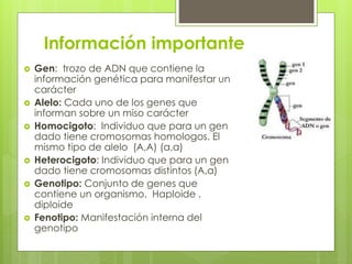 Información importante
 Gen: trozo de ADN que contiene la
información genética para manifestar un
carácter
 Alelo: Cada uno de los genes que
informan sobre un miso carácter
 Homocigoto: Individuo que para un gen
dado tiene cromosomas homologos. El
mismo tipo de alelo (A,A) (a,a)
 Heterocigoto: Individuo que para un gen
dado tiene cromosomas distintos (A,a)
 Genotipo: Conjunto de genes que
contiene un organismo. Haploide ,
diploide
 Fenotipo: Manifestación interna del
genotipo
 