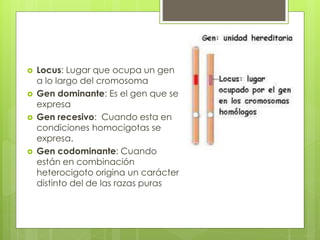  Locus: Lugar que ocupa un gen
a lo largo del cromosoma
 Gen dominante: Es el gen que se
expresa
 Gen recesivo: Cuando esta en
condiciones homocigotas se
expresa.
 Gen codominante: Cuando
están en combinación
heterocigoto origina un carácter
distinto del de las razas puras
 