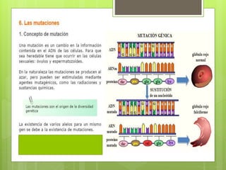 Genética y herencia