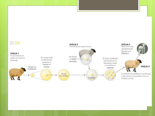 Genética y herencia