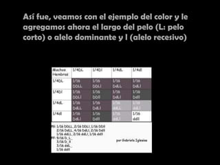 Así fue, veamos con el ejemplo del color y le
agregamos ahora el largo del pelo (L: pelo
corto) o alelo dominante y l (alelo recesivo)
 