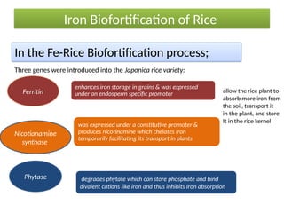 Fe Rice Gentic Engineering for Quality Improvement Janjal P H.pptx
