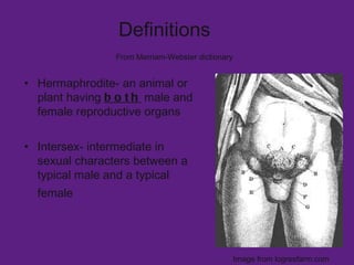 <ul><li>Hermaphrodite- an animal or plant having  both  male and female reproductive organs </li></ul><ul><li>Intersex- in...