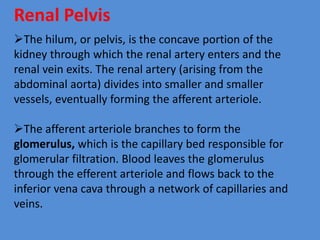 Renal Pelvis
The hilum, or pelvis, is the concave portion of the
kidney through which the renal artery enters and the
renal vein exits. The renal artery (arising from the
abdominal aorta) divides into smaller and smaller
vessels, eventually forming the afferent arteriole.
The afferent arteriole branches to form the
glomerulus, which is the capillary bed responsible for
glomerular filtration. Blood leaves the glomerulus
through the efferent arteriole and flows back to the
inferior vena cava through a network of capillaries and
veins.
 