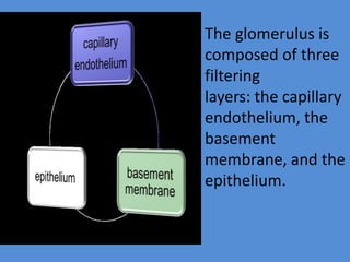The glomerulus is
composed of three
filtering
layers: the capillary
endothelium, the
basement
membrane, and the
epithelium.
 
