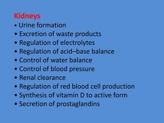 Kidneys
• Urine formation
• Excretion of waste products
• Regulation of electrolytes
• Regulation of acid–base balance
• Control of water balance
• Control of blood pressure
• Renal clearance
• Regulation of red blood cell production
• Synthesis of vitamin D to active form
• Secretion of prostaglandins
 