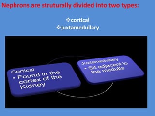 Nephrons are struturally divided into two types:
cortical
juxtamedullary
 