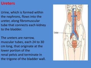 Ureters
Urine, which is formed within
the nephrons, flows into the
ureter, along fibromuscular
tube that connects each kidney
to the bladder.
The ureters are narrow,
muscular tubes, each 24 to 30
cm long, that originate at the
lower portion of the
renal pelvis and terminate in
the trigone of the bladder wall.
 