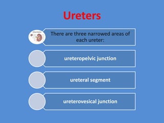 Ureters
There are three narrowed areas of
each ureter:
ureteropelvic junction
ureteral segment
ureterovesical junction
 