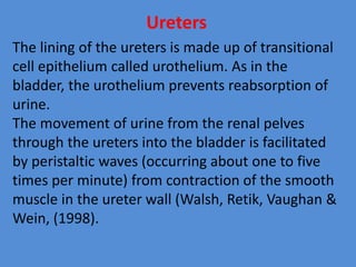 Ureters
The lining of the ureters is made up of transitional
cell epithelium called urothelium. As in the
bladder, the urothelium prevents reabsorption of
urine.
The movement of urine from the renal pelves
through the ureters into the bladder is facilitated
by peristaltic waves (occurring about one to five
times per minute) from contraction of the smooth
muscle in the ureter wall (Walsh, Retik, Vaughan &
Wein, (1998).
 