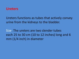 Ureters
Ureters functions as tubes that actively convey
urine from the kidneys to the bladder.
Size. The ureters are two slender tubes
each 25 to 30 cm (10 to 12 inches) long and 6
mm (1/4 inch) in diameter
 