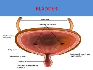 BLADDER
 