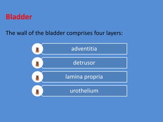 adventitia
detrusor
lamina propria
urothelium
Bladder
The wall of the bladder comprises four layers:
 