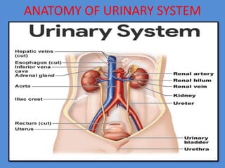 ANATOMY OF URINARY SYSTEM
 