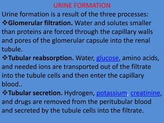 URINE FORMATION
Urine formation is a result of the three processes:
Glomerular filtration. Water and solutes smaller
than proteins are forced through the capillary walls
and pores of the glomerular capsule into the renal
tubule.
Tubular reabsorption. Water, glucose, amino acids,
and needed ions are transported out of the filtrate
into the tubule cells and then enter the capillary
blood..
Tubular secretion. Hydrogen, potassium, creatinine,
and drugs are removed from the peritubular blood
and secreted by the tubule cells into the filtrate.
 