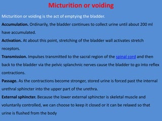 Micturition or voiding
Micturition or voiding is the act of emptying the bladder.
Accumulation. Ordinarily, the bladder continues to collect urine until about 200 ml
have accumulated.
Activation. At about this point, stretching of the bladder wall activates stretch
receptors.
Transmission. Impulses transmitted to the sacral region of the spinal cord and then
back to the bladder via the pelvic splanchnic nerves cause the bladder to go into reflex
contractions.
Passage. As the contractions become stronger, stored urine is forced past the internal
urethral sphincter into the upper part of the urethra.
External sphincter. Because the lower external sphincter is skeletal muscle and
voluntarily controlled, we can choose to keep it closed or it can be relaxed so that
urine is flushed from the body
 