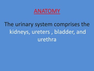 ANATOMY
The urinary system comprises the
kidneys, ureters , bladder, and
urethra
 