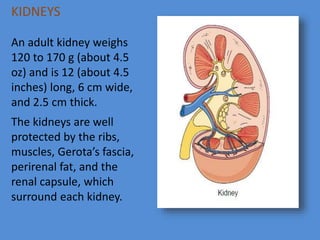 KIDNEYS
An adult kidney weighs
120 to 170 g (about 4.5
oz) and is 12 (about 4.5
inches) long, 6 cm wide,
and 2.5 cm thick.
The kidneys are well
protected by the ribs,
muscles, Gerota’s fascia,
perirenal fat, and the
renal capsule, which
surround each kidney.
 