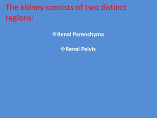 The kidney consists of two distinct
regions:
Renal Parenchyma
Renal Pelvis
 