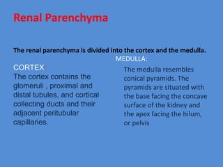 Renal Parenchyma
The renal parenchyma is divided into the cortex and the medulla.
CORTEX:
The cortex contains the
glomeruli , proximal and
distal tubules, and cortical
collecting ducts and their
adjacent peritubular
capillaries.
MEDULLA:
The medulla resembles
conical pyramids. The
pyramids are situated with
the base facing the concave
surface of the kidney and
the apex facing the hilum,
or pelvis
 