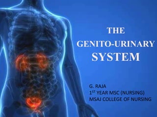 THE
GENITO-URINARY
SYSTEM
G. RAJA
1ST YEAR MSC (NURSING)
MSAJ COLLEGE OF NURSING
 