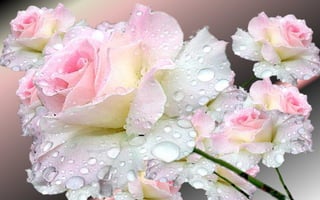 Gentleness ( Pink Rose)