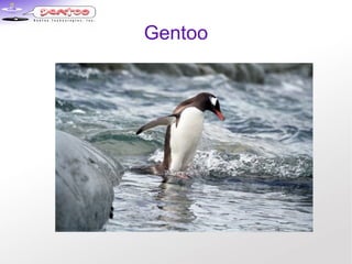 Gentoo