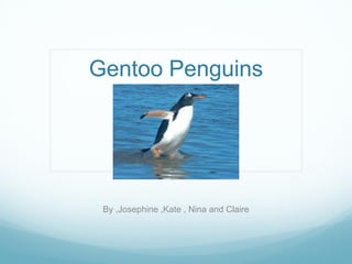 Gentoo Penguins




 By ,Josephine ,Kate , Nina and Claire
 