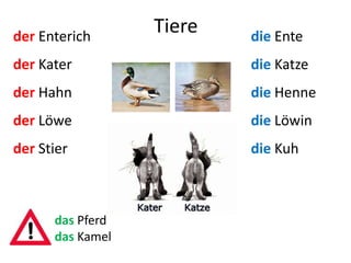 Tiereder Enterich
der Kater
der Hahn
der Löwe
der Stier
die Ente
die Katze
die Henne
die Löwin
die Kuh
das Pferd
das Kamel
 