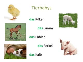 Tierbabys
das Küken
das Lamm
das Fohlen
das Ferkel
das Kalb
 