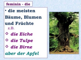 • die meisten
Bäume, Blumen
und Früchte
z.B.
 die Eiche
 die Tulpe
 die Birne
aber der Apfel
feminin - die
 