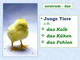 • Junge Tiere
z.B.
 das Kalb
 das Küken
 das Fohlen
neutrum - das
 