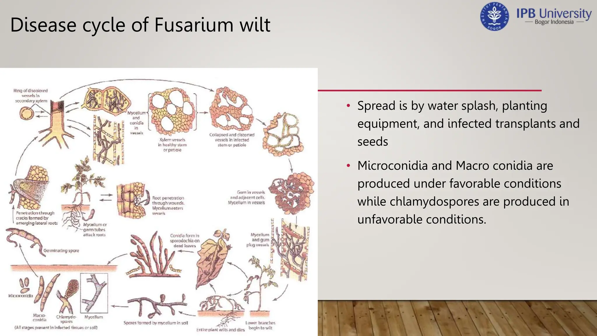 Genus Fusarium Classification Morphology And Pathogenesis Emily pptx