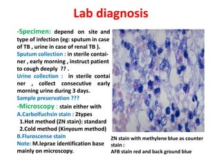 Lab diagnosis
-Specimen: depend on site and
type of infection (eg: sputum in case
of TB , urine in case of renal TB ).
Sputum collection : in sterile contai-
ner , early morning , instruct patient
to cough deeply ?? .
Urine collection : in sterile contai
ner , collect consecutive earlyner , collect consecutive early
morning urine during 3 days.
Sample preservation ???
-Microscopy : stain either with
A.Carbolfuchsin stain : 2types
1.Hot method (ZN stain): standard
2.Cold method (Kinyoum method)
B.Fluroscense stain
Note: M.leprae identification base
mainly on microscopy.
ZN stain with methylene blue as counter
stain :
AFB stain red and back ground blue
 